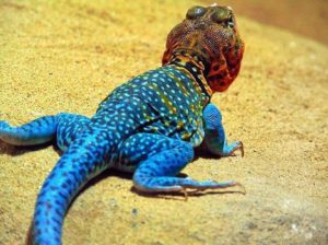 6 Diferencia crucial entre hibernación y estivación