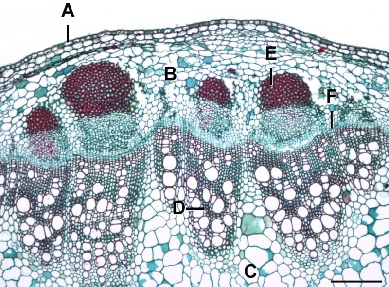 6 Diferencias principales entre Cambium fascicular e interfascicular