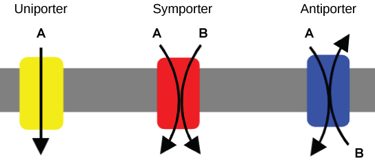 7 asombrosas diferencias entre Uniport Symport y Antiport con Table