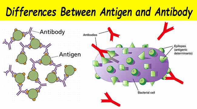 7 diferencias cruciales entre antígeno y anticuerpo con tabla de comparación Diferencias entre antígeno y anticuerpo