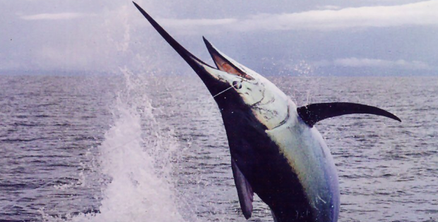 7 diferencias honestas entre el pez espada y el marlin con mesa