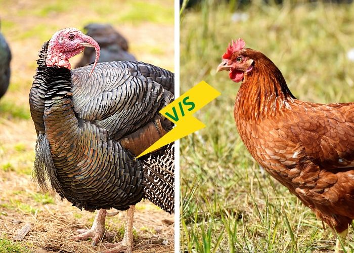 7 diferencias honestas entre pavo y pollo con similitudes