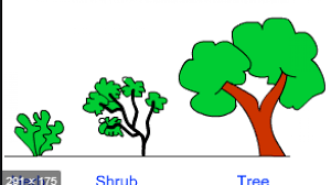 Diferencia entre hierbas, arbustos y árboles.
