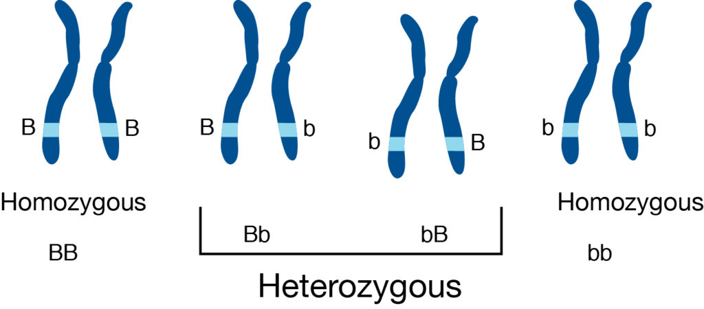 8 Diferencia notable entre homocigotos y heterocigotos