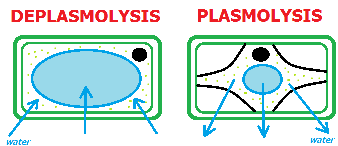 8 Diferencia principal entre plasmólisis y deplasmólisis con tabla