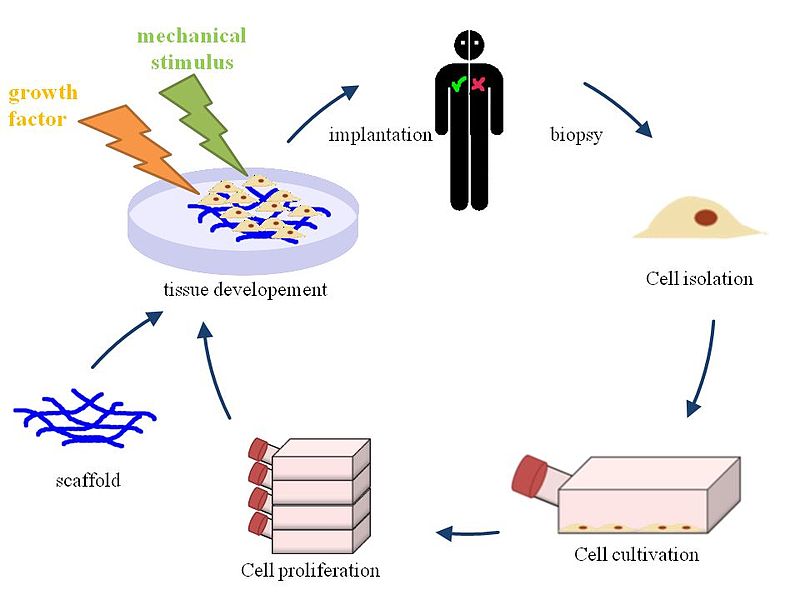 8 Gran diferencia entre células y tejidos en forma tabular