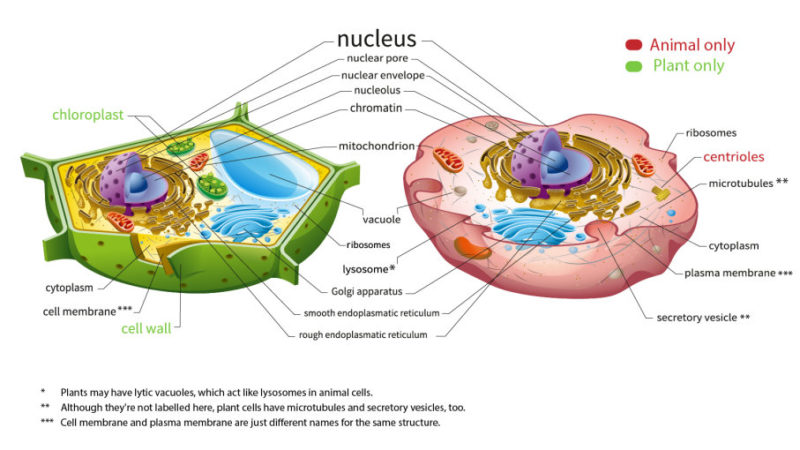 8 diferencias interesantes entre la vacuola vegetal y animal con imágenes