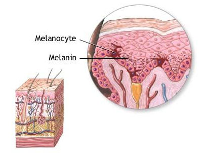 9 debe leer la diferencia entre melanina y melatonina en forma tabular