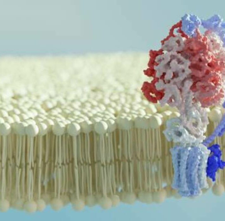¿Cuál es la diferencia entre una sintasa y una sintetasa? (Hechos revelados) – Todas las diferencias