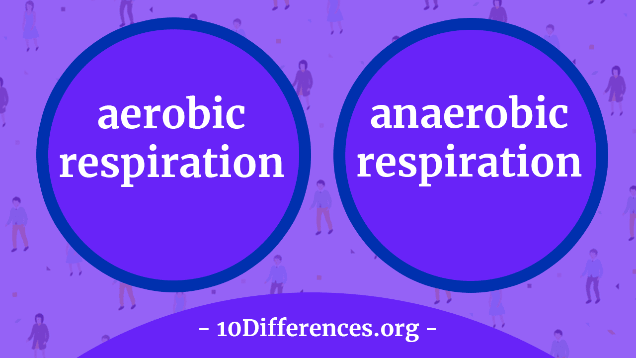 Respiración aeróbica versus anaeróbica: ¿cuál es la diferencia?