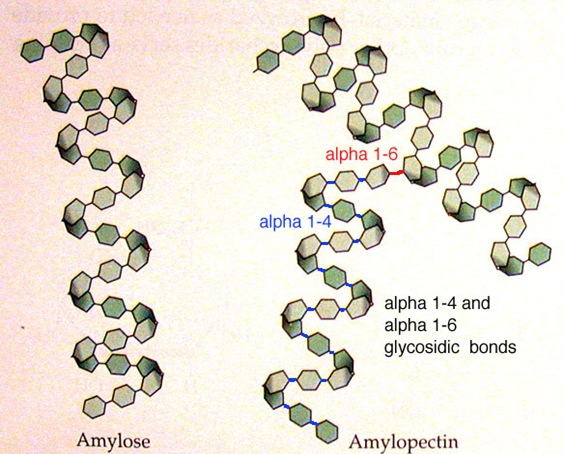 Amilosa vs amilopectina: 10 diferencias fundamentales y 5 similitudes