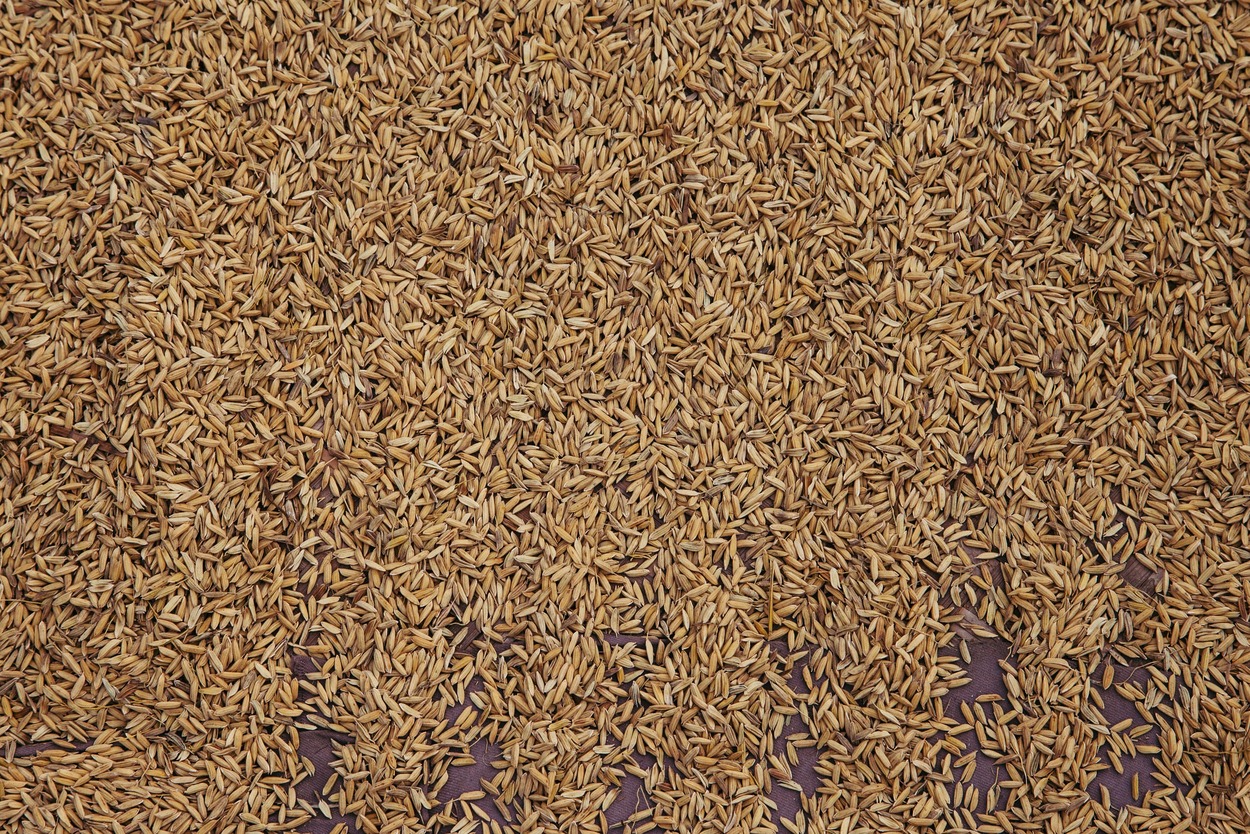 ¿Qué son el arroz integral?