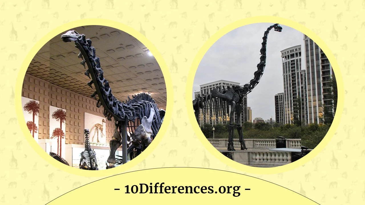 Brontosaurus Vs Brachiosaurus: ¿Cuál es la diferencia? Brontosaurus Vs Brachiosaurus: ¿Cuál es la diferencia?