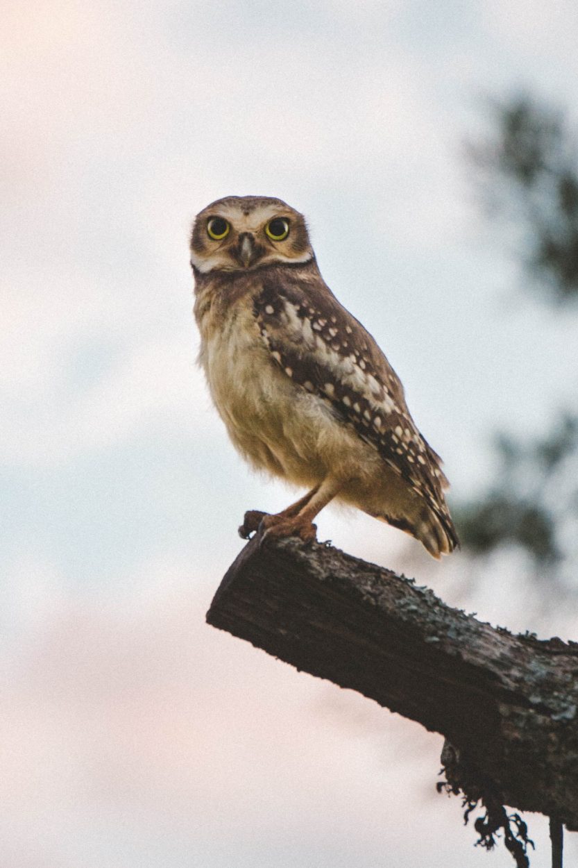 Una lechuza