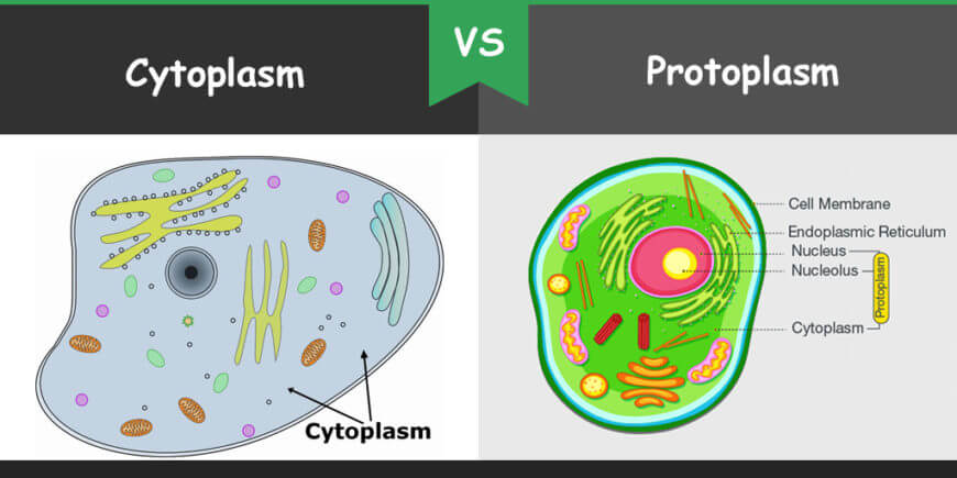 Diferencia entre citoplasma y protoplasma.