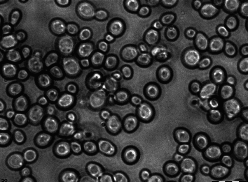 Levadura de panadero bajo el microscopio