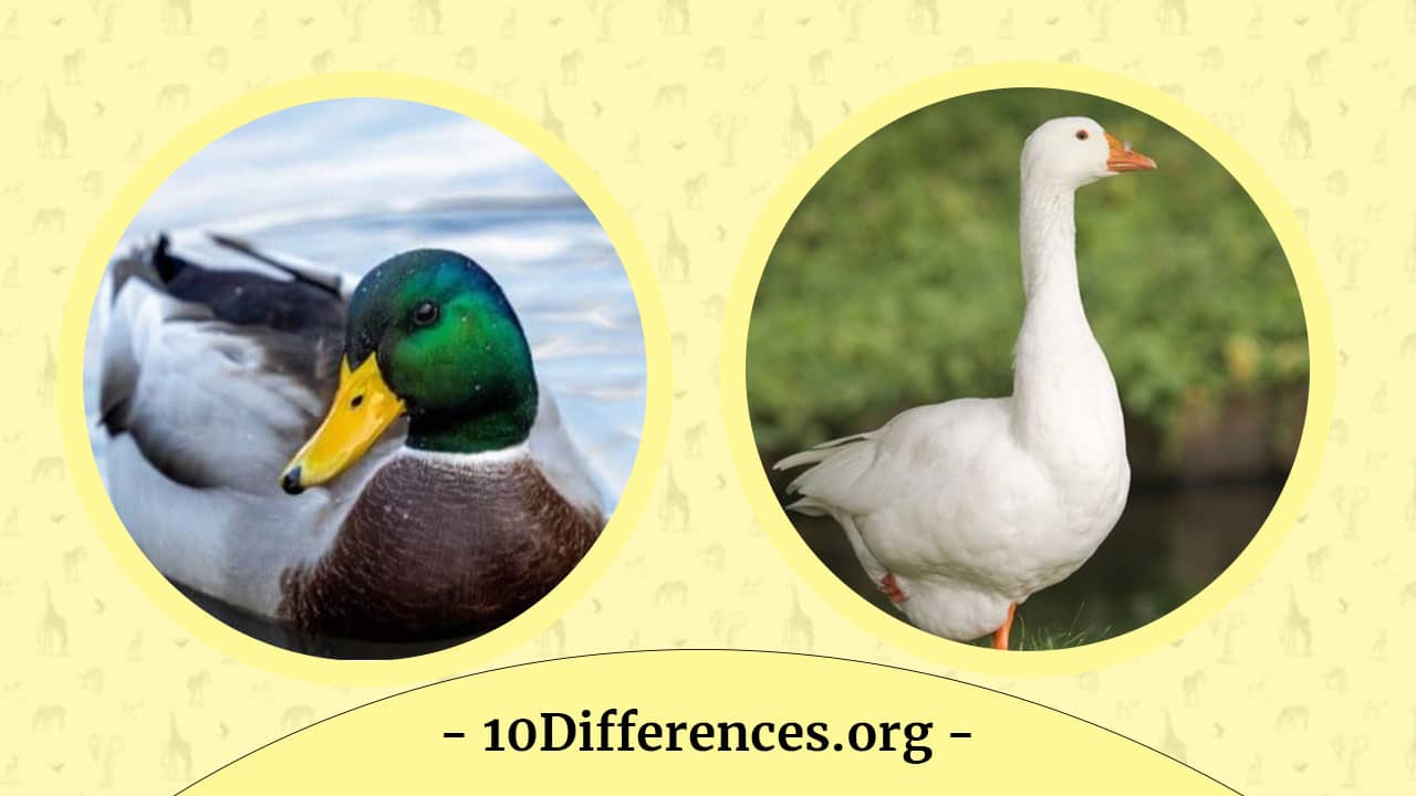 Diferencia entre pato y ganso Diferencia entre pato y ganso