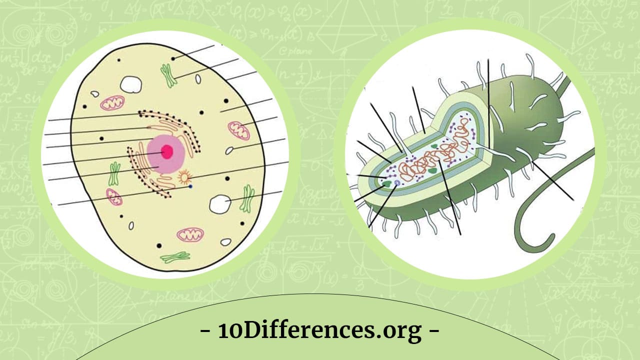 Diferencia entre células eucariotas y células procariotas