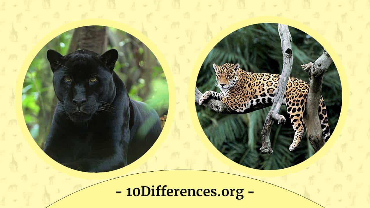Diferencia entre pantera y jaguar