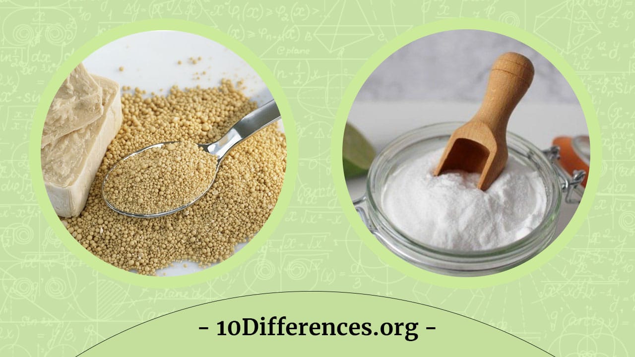 Diferencia entre levadura y polvo de hornear Diferencia entre levadura y polvo de hornear