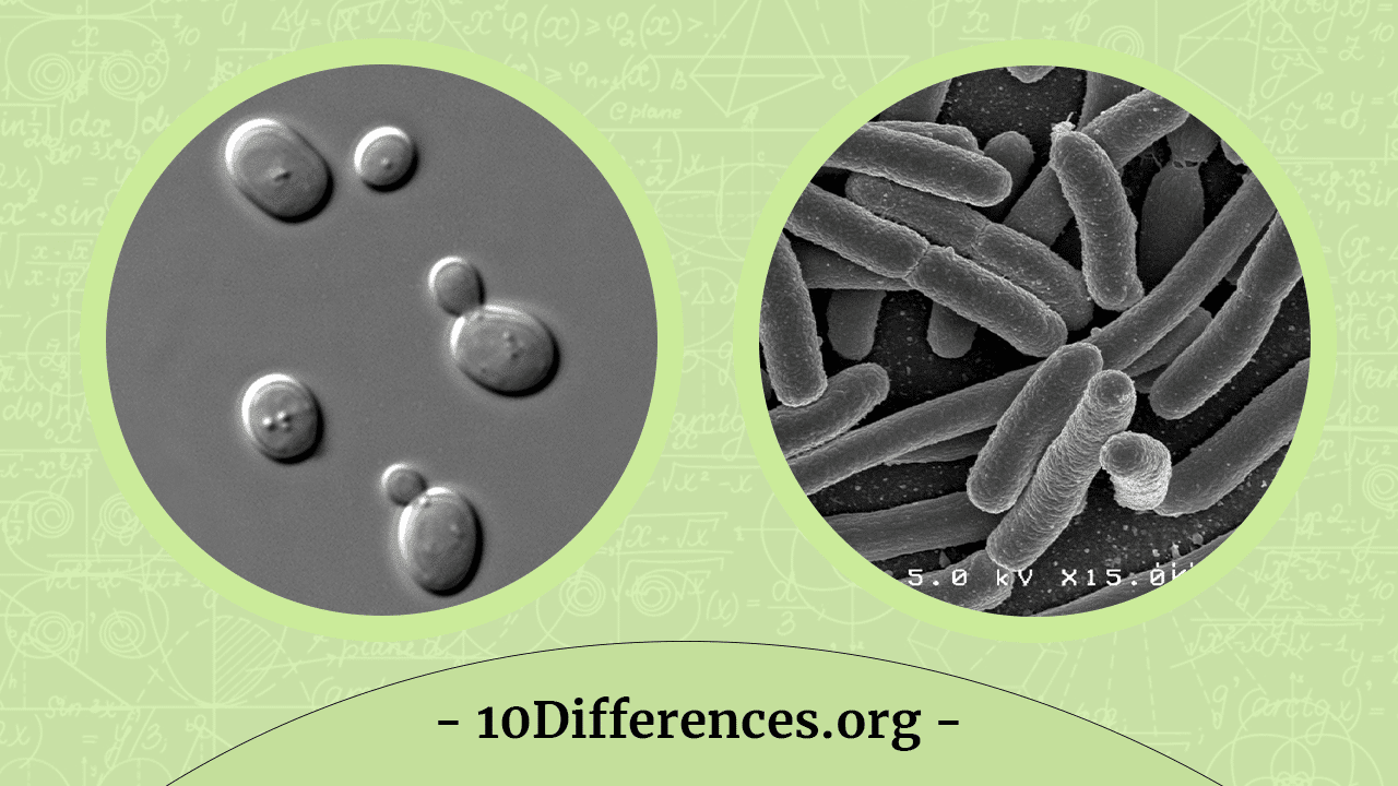 Diferencia entre levadura y bacterias Diferencia entre levadura y bacterias