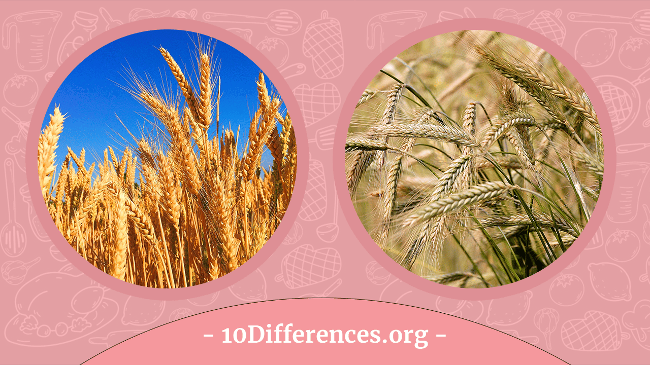Diferencia entre trigo y cebada Diferencia entre trigo y cebada