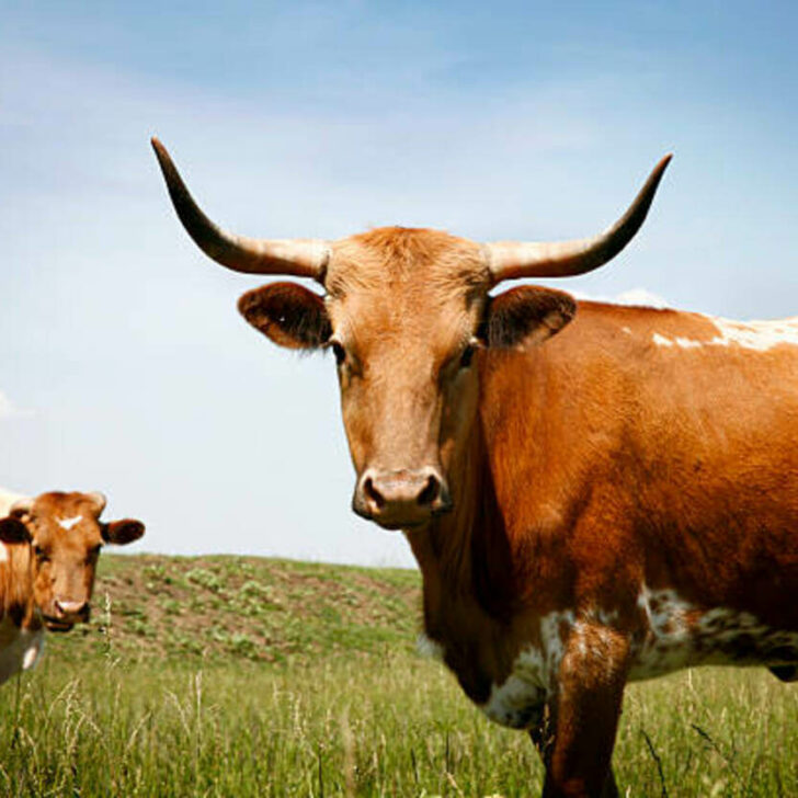 ¿Cuál es la diferencia entre una vaca, un toro, un búfalo y un buey? (Explicado) – Todas las diferencias