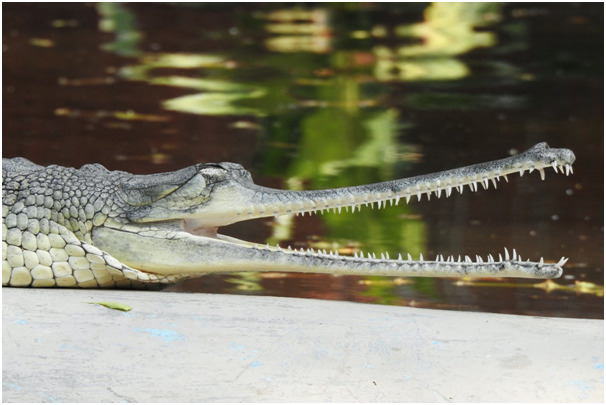 Gavial con la boca abierta