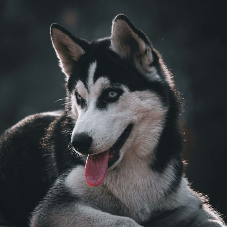 Siberian, Agouti, Seppala VS Alaskan Huskies: todas las diferencias