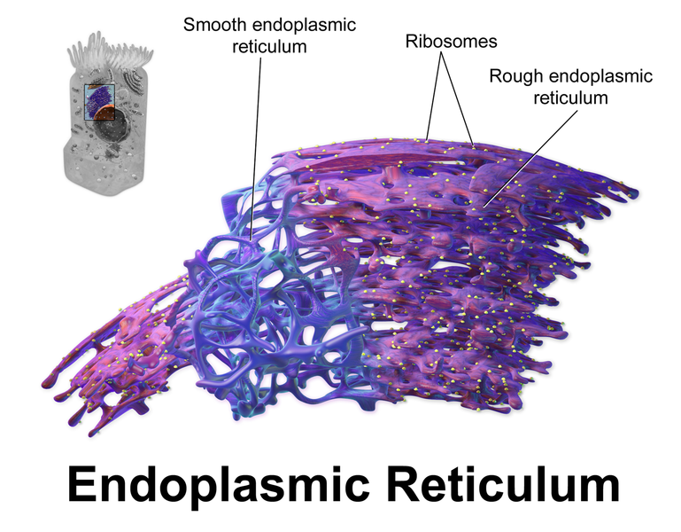 Las 10 mayores diferencias entre el retículo endoplásmico liso y rugoso