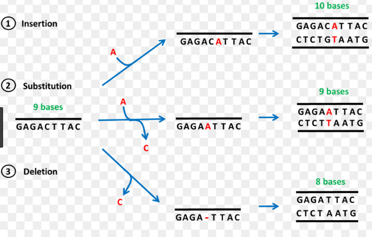 Las 6 diferencias mejor calificadas entre mutaciones puntuales y de cambio de marco con tabla