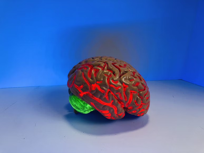 Lógica vs. retórica (diferencia explicada): todas las diferencias Cerebro humano