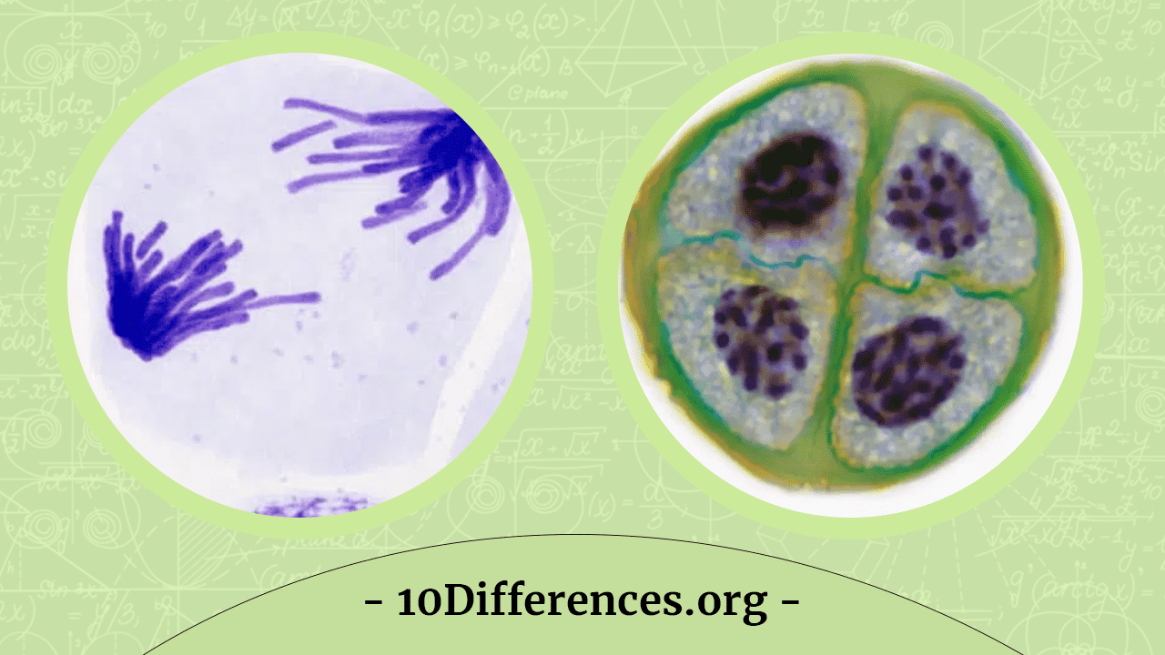 Mitosis Vs Meiosis: 3 Diferencias Clave Mitosis Vs Meiosis: 3 Diferencias Clave