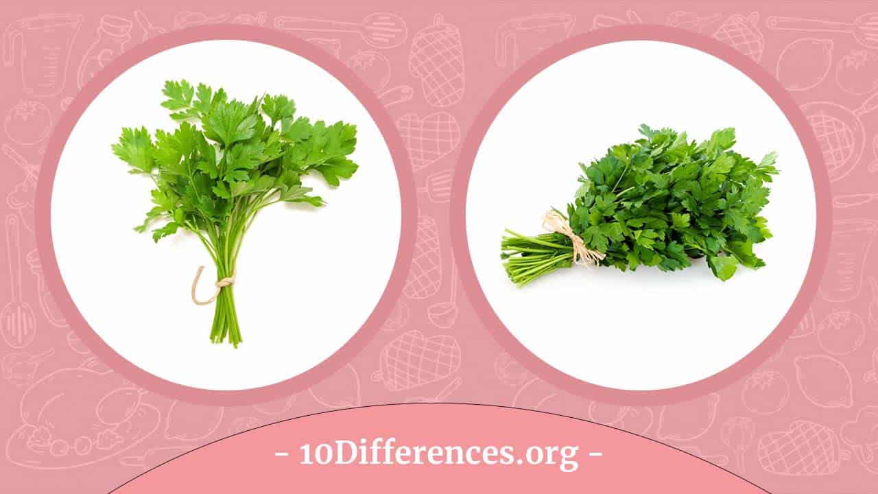 Perejil Vs Cilantro: ¿Cuáles Son Las Diferencias? Perejil Vs Cilantro: ¿Cuáles Son Las Diferencias?