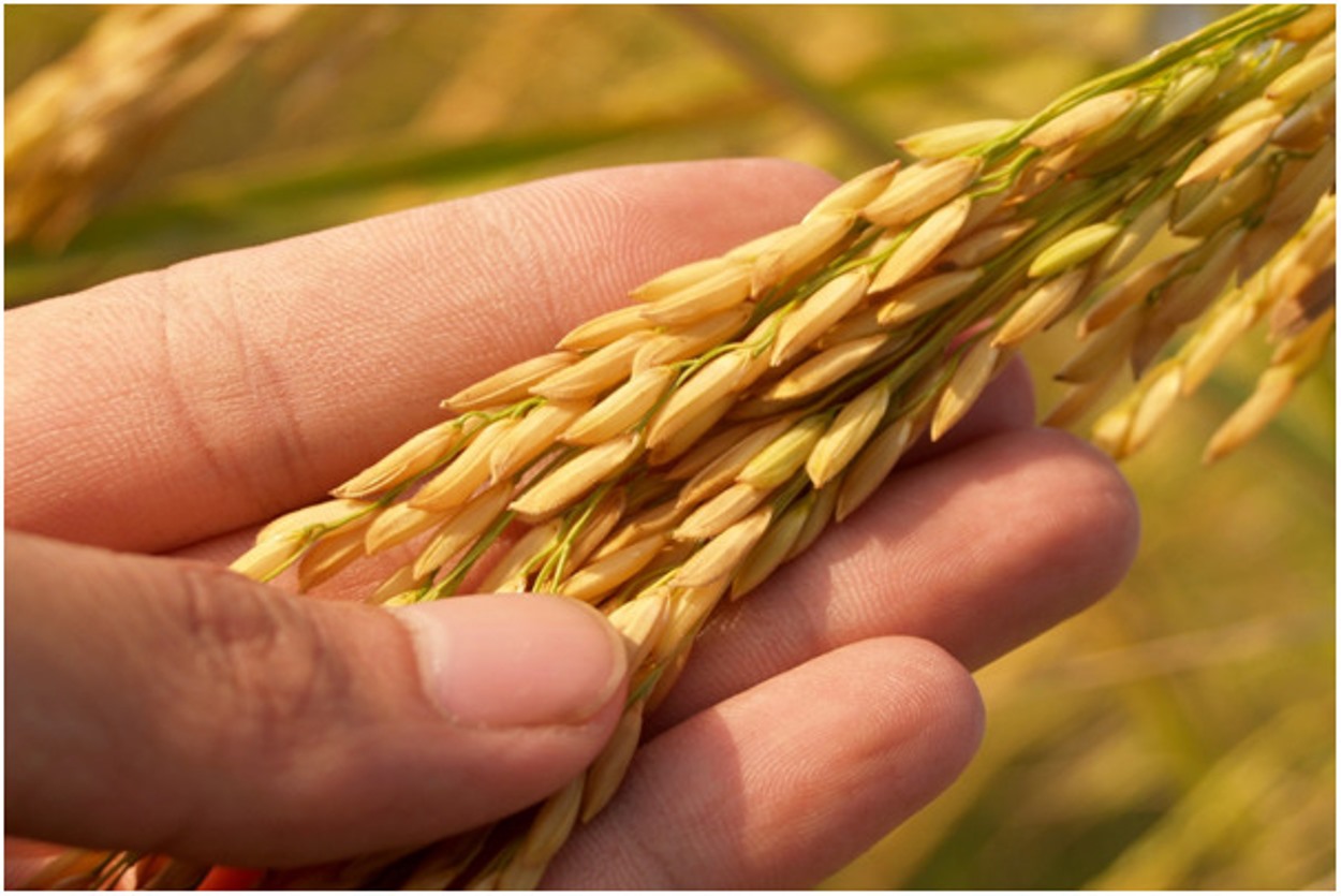 La cosecha de arroz está lista.