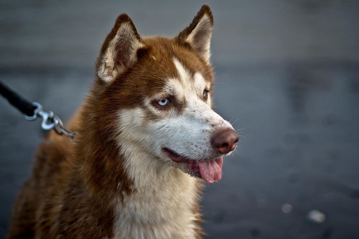 Una imagen de husky siberiano