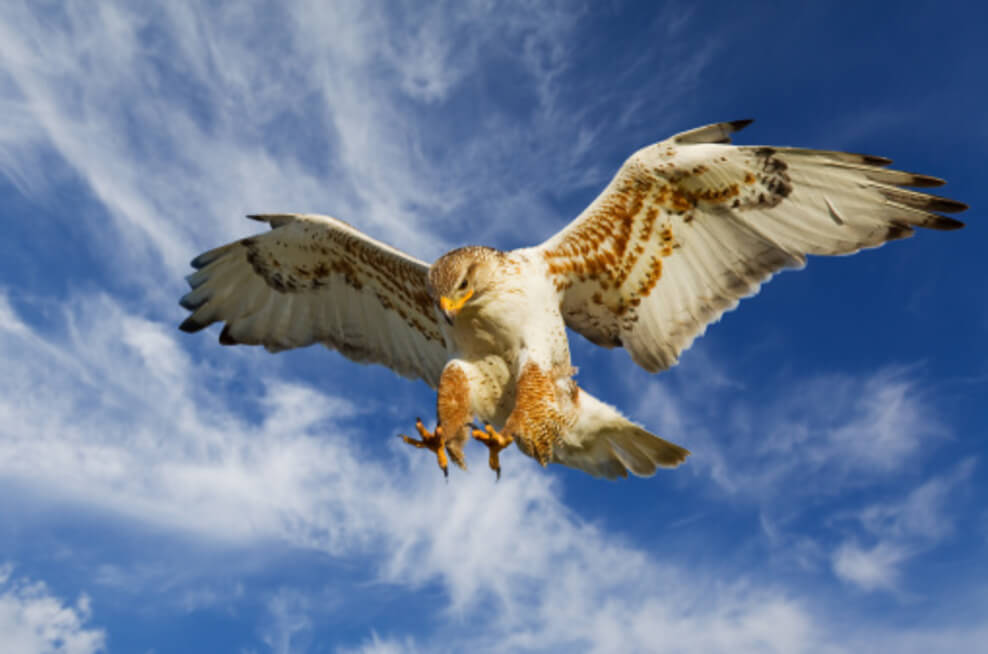 Un halcón, un gavilán y un águila: ¿cuál es la diferencia? – Todas las diferencias Un halcón blanco ferruginoso en modo de ataque.