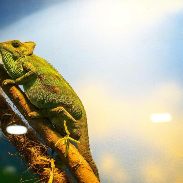 Cuál es la diferencia entre un camaleón velado picazo y un camaleón velado (investigado) – Todas las diferencias Cuál es la diferencia entre un camaleón velado picazo y un camaleón velado (investigado) – Todas las diferencias