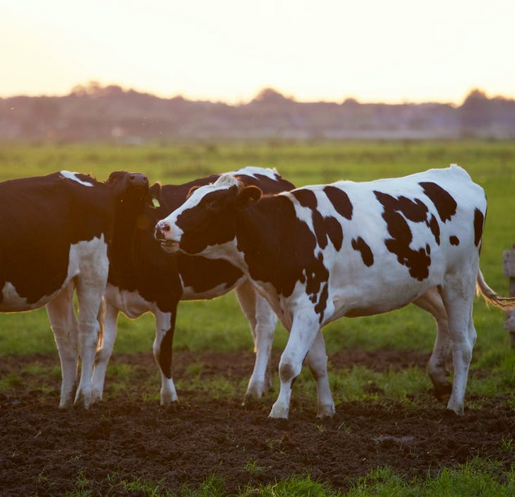 Vacas vs. Ganado (Diferencias) – Todas las Diferencias Vacas vs. Ganado (Diferencias) – Todas las Diferencias