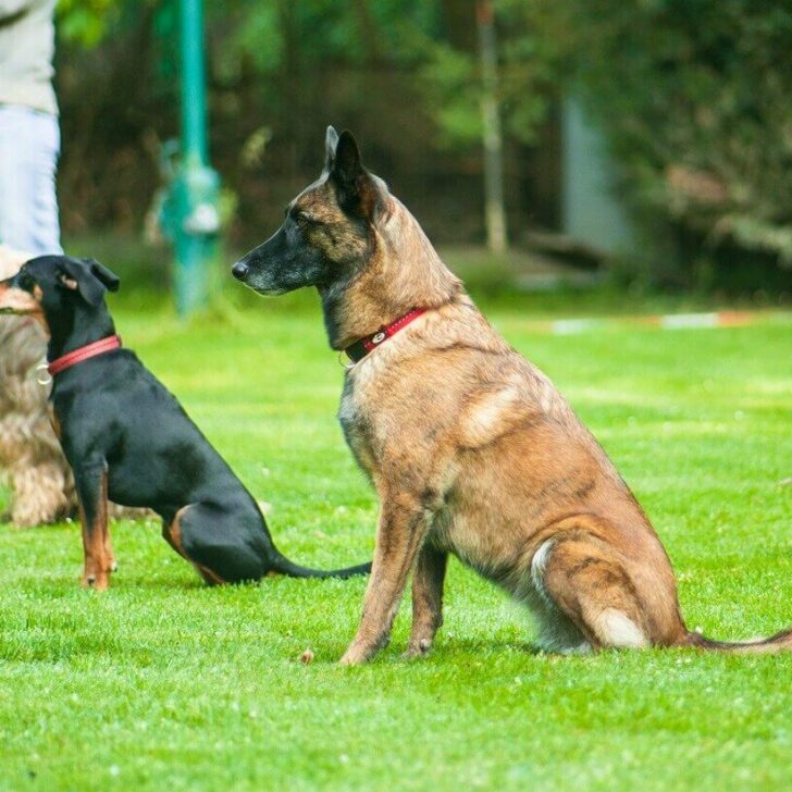 ¿Qué significa eso? (Inmersión profunda) – Todas las diferencias