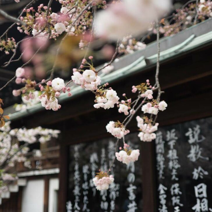 ¿Cuál es la diferencia entre “Arigato” y “Arigato Gozaimasu”? (Sorprendente) – Todas las diferencias