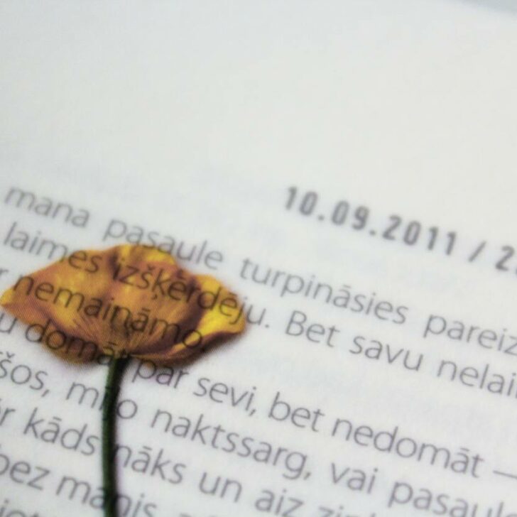 ¿Cuál es la diferencia entre alto alemán y bajo alemán? – Todas las diferencias