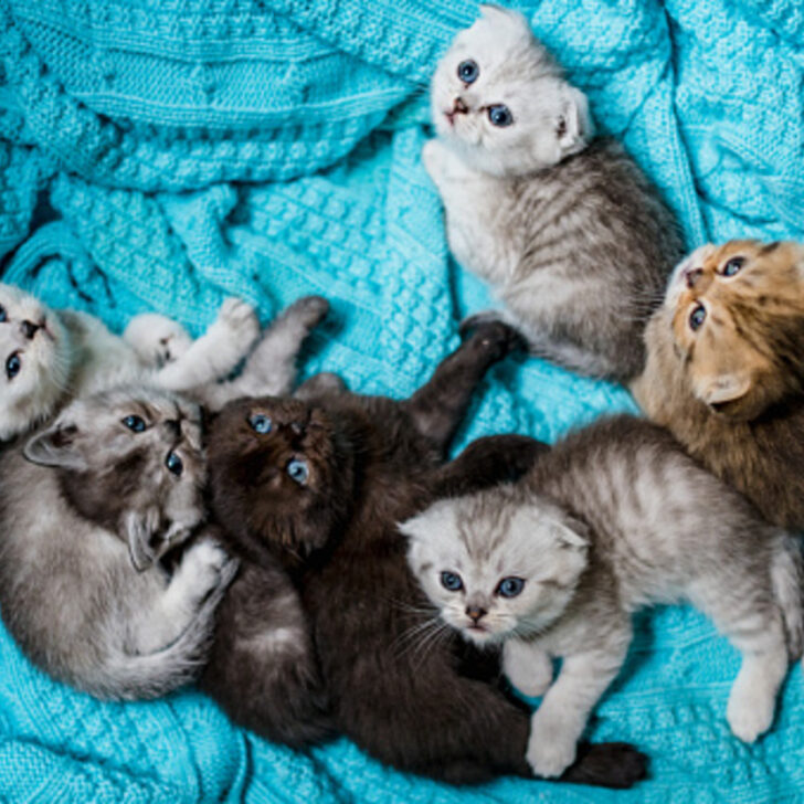 Traer a casa un nuevo gatito; 6 semanas u 8 semanas? – Todas las diferencias Traer a casa un nuevo gatito; 6 semanas u 8 semanas? – Todas las diferencias