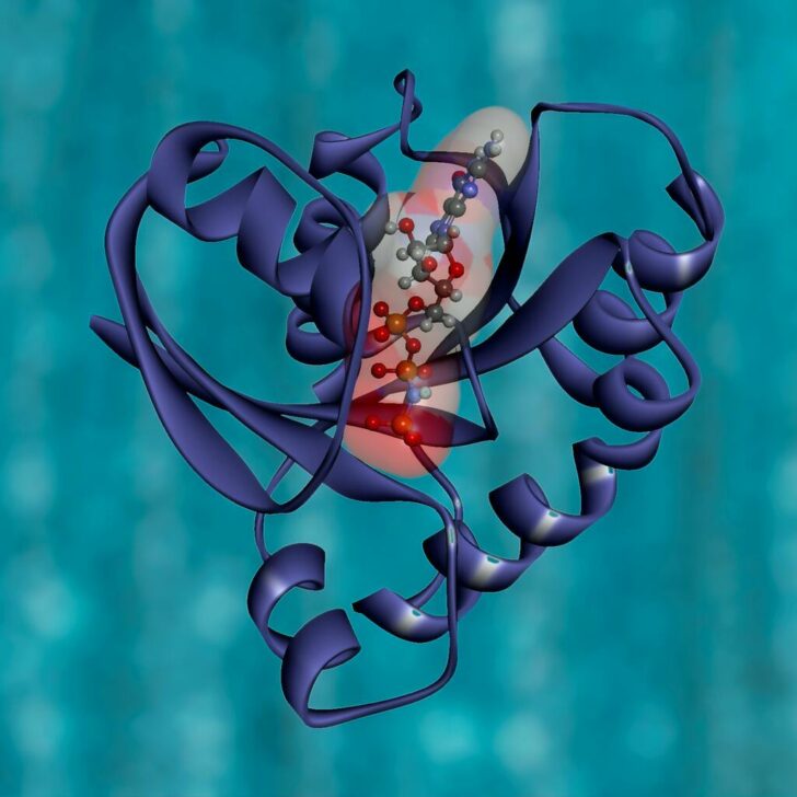 Haploide vs. Células diploides (Toda la información) - Todas las diferencias Haploide vs. Células diploides (Toda la información) - Todas las diferencias