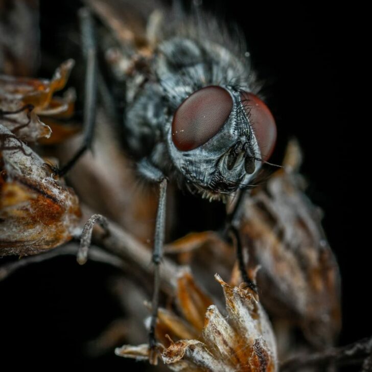 “Flys” VS “Flies” (Gramática y uso) – Todas las diferencias “Flys” VS “Flies” (Gramática y uso) – Todas las diferencias