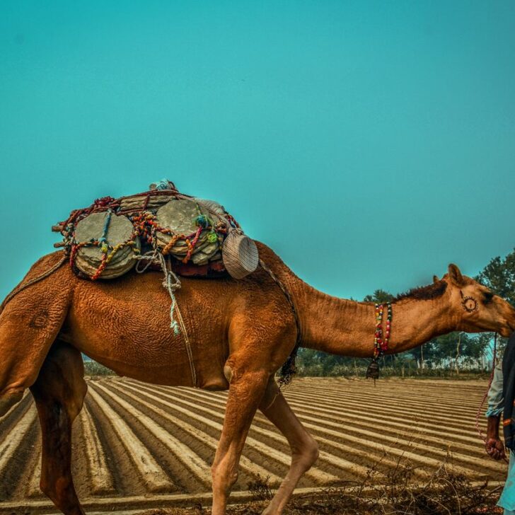 ¿Cuáles son algunas diferencias entre los dialectos Majhi y Malwai de Punjabi? (Investigado) – Todas las diferencias