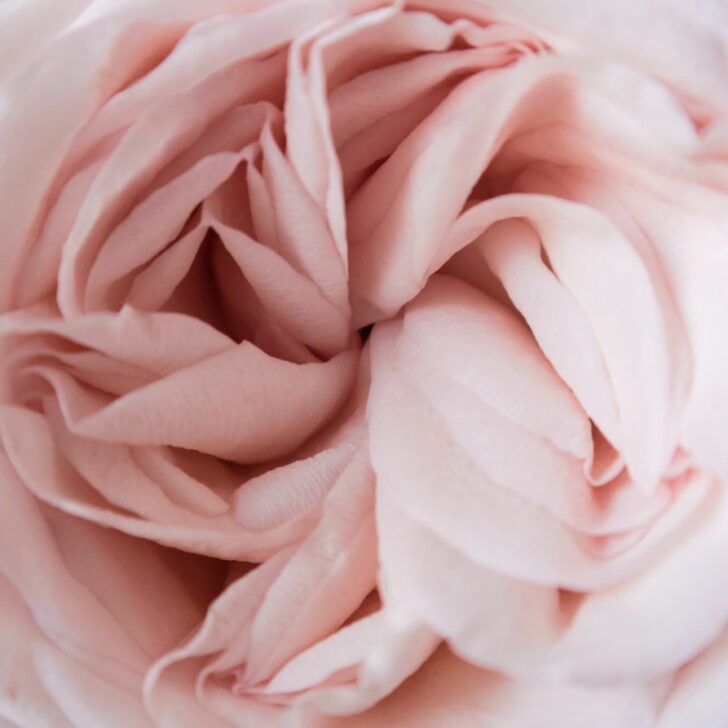 La diferencia entre afeminado y femenino: todas las diferencias