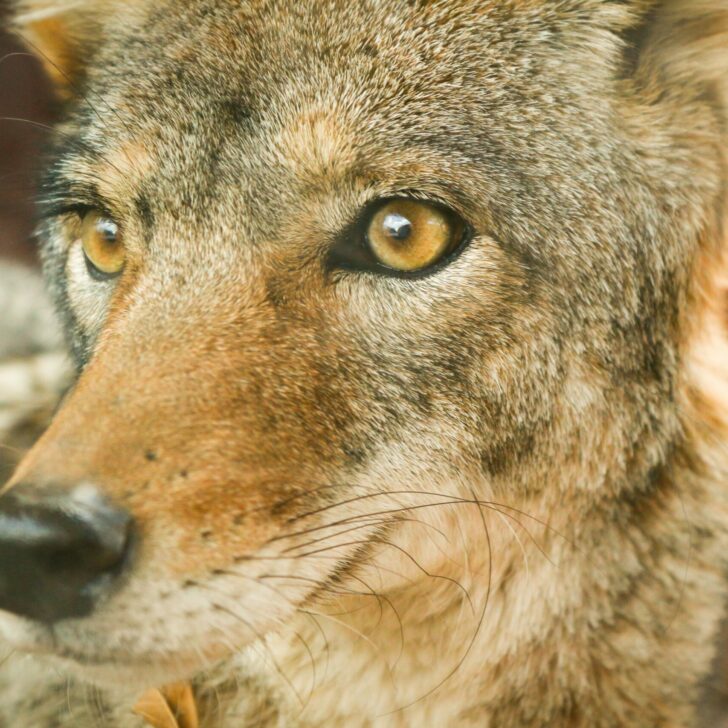 ¿Hay alguna diferencia entre un dingo y un coyote? (Hechos explicados) – Todas las diferencias