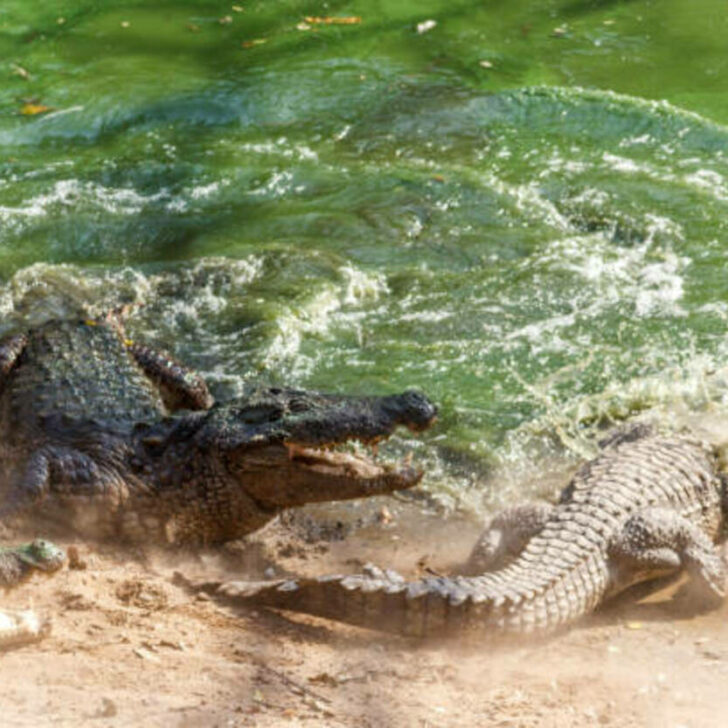 Gavial vs. Alligator vs. Cocodrilo (Los reptiles gigantes) – Todas las diferencias