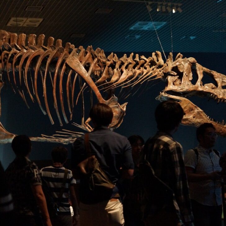 ¿Cuál es la diferencia entre un Velociraptor y un Deinonychus? (Hacia rutas salvajes) – Todas las diferencias